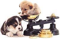 pups op weegschaal.jpg